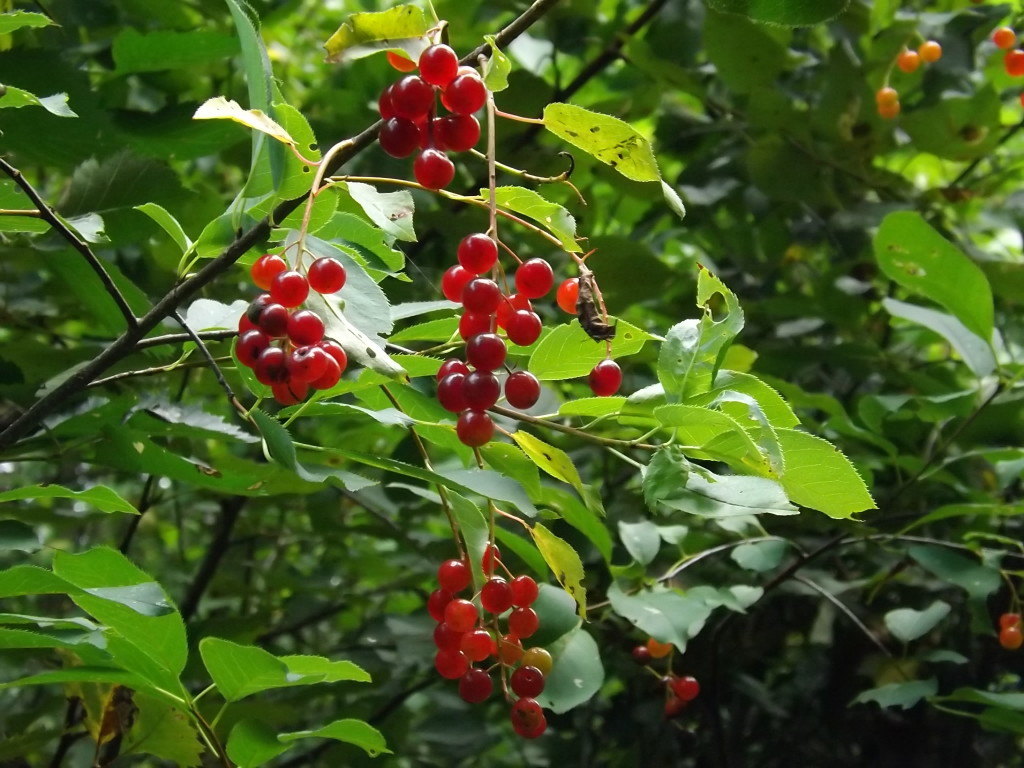 ChokeCherries