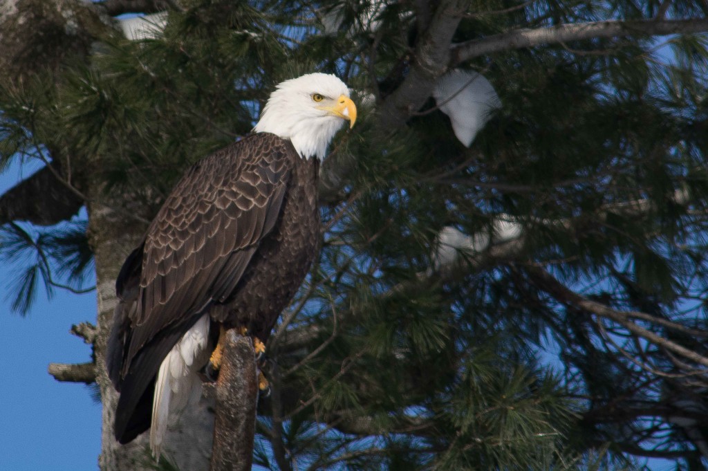 Photo by Ron Gallagher. The Bald Eagle was already assessed as a species of special concern when the Endangered Species Act took effect in 2008.