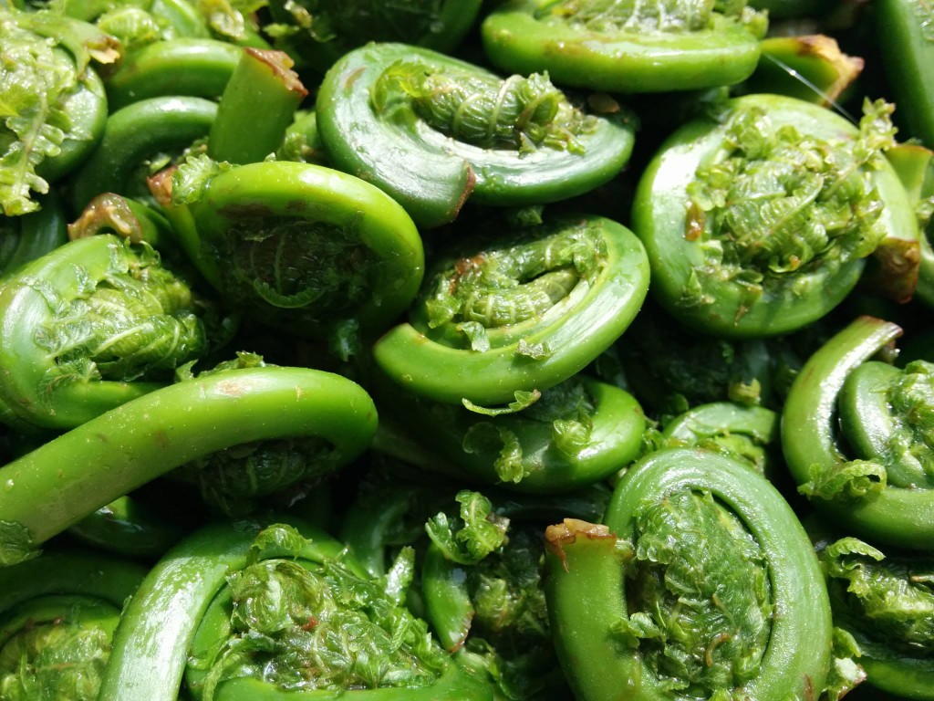 Fiddleheads, not to be eaten raw. After an outbreak of food poisoning in a Toronto restaurant, a Health Canada research effort recovered that fiddleheads must be boiled for 10 - 15 minutes before consumption to remove toxins. Also, be careful not to pick near watersheds where sewage or run off from farms can contaminate.