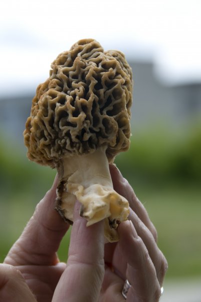 The coveted morel mushroom Photo Courtesy Forbes Wild Foods