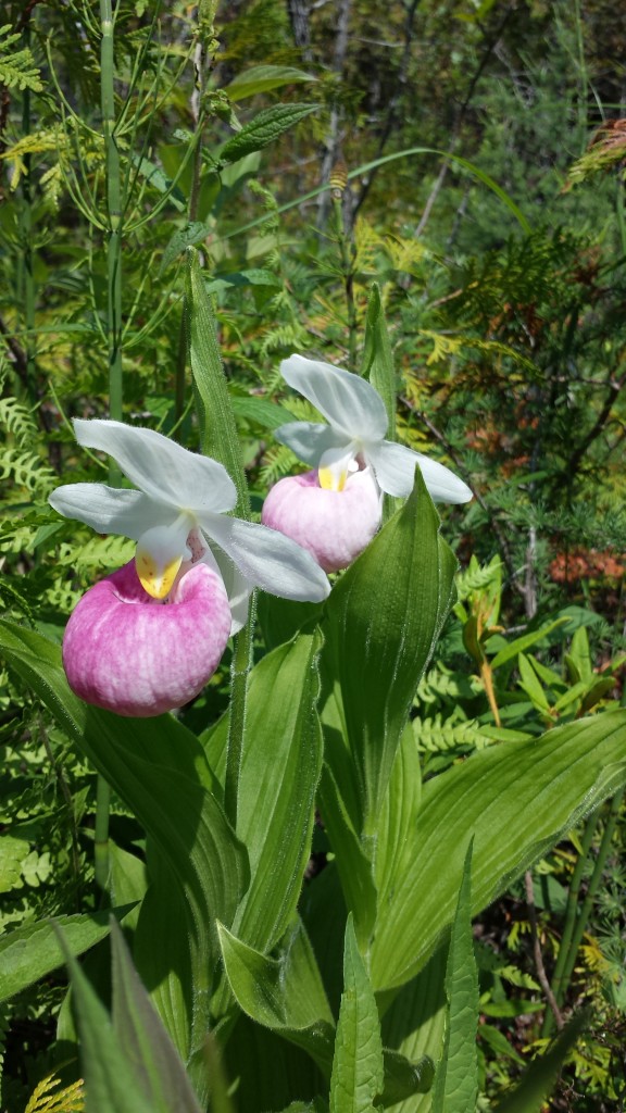 Showy Orchid David Euler (1)