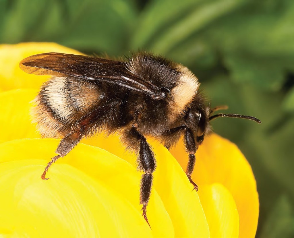 Western Bumble Bee