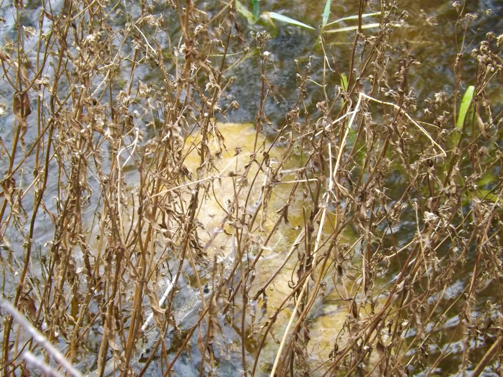 A large piece of foam sits in the water.