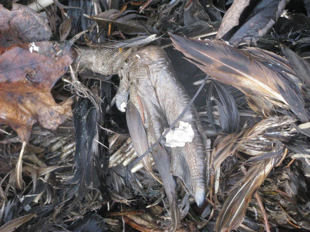 Discovery of a dead duck beneath discarded chicken wire. 