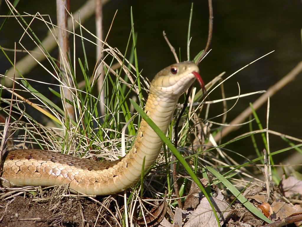 Eastern Garter Snake, by Peter Ferguson. Courtesy of Ontario Nature.