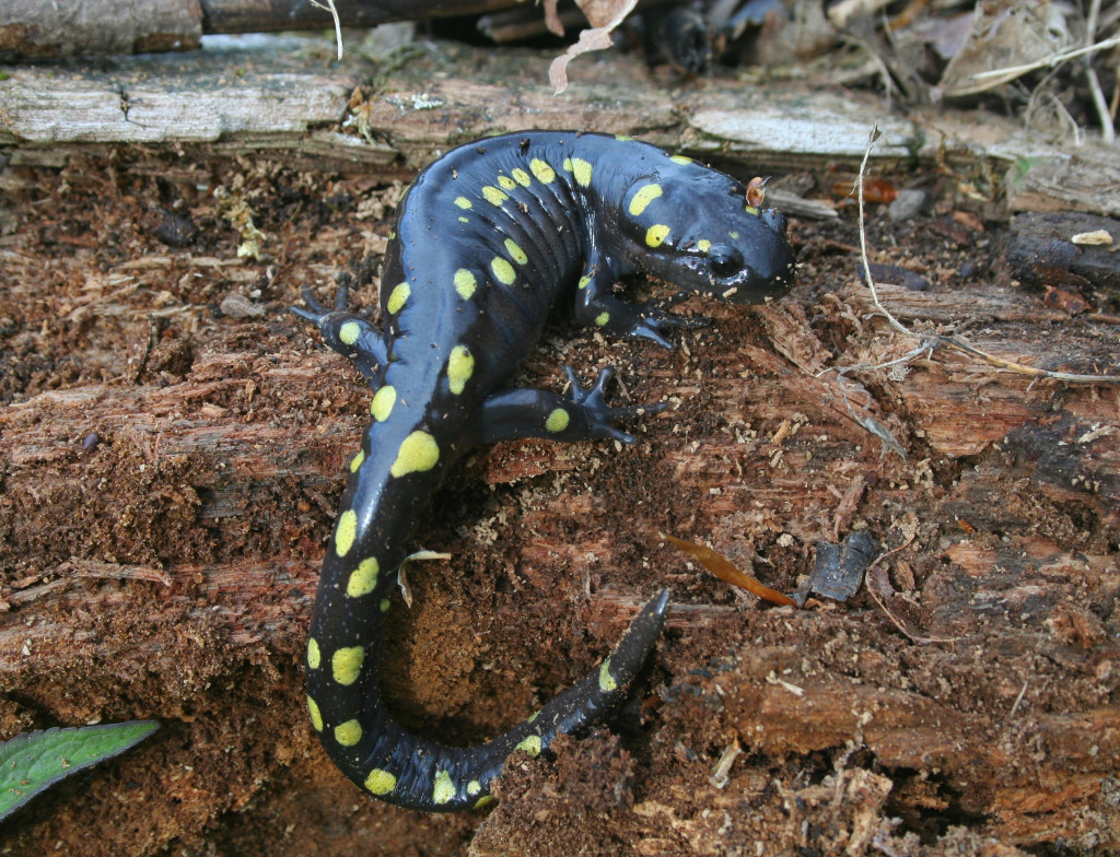 Spotted Salamander, by Joe Crawley. Courtesy of Ontario Nature.