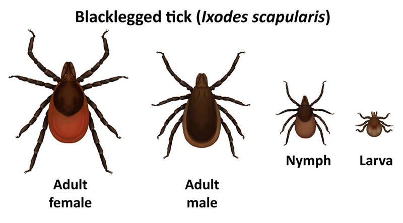 ticks