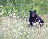 The Quiet Disappearance of Greenspace in Thunder Bay