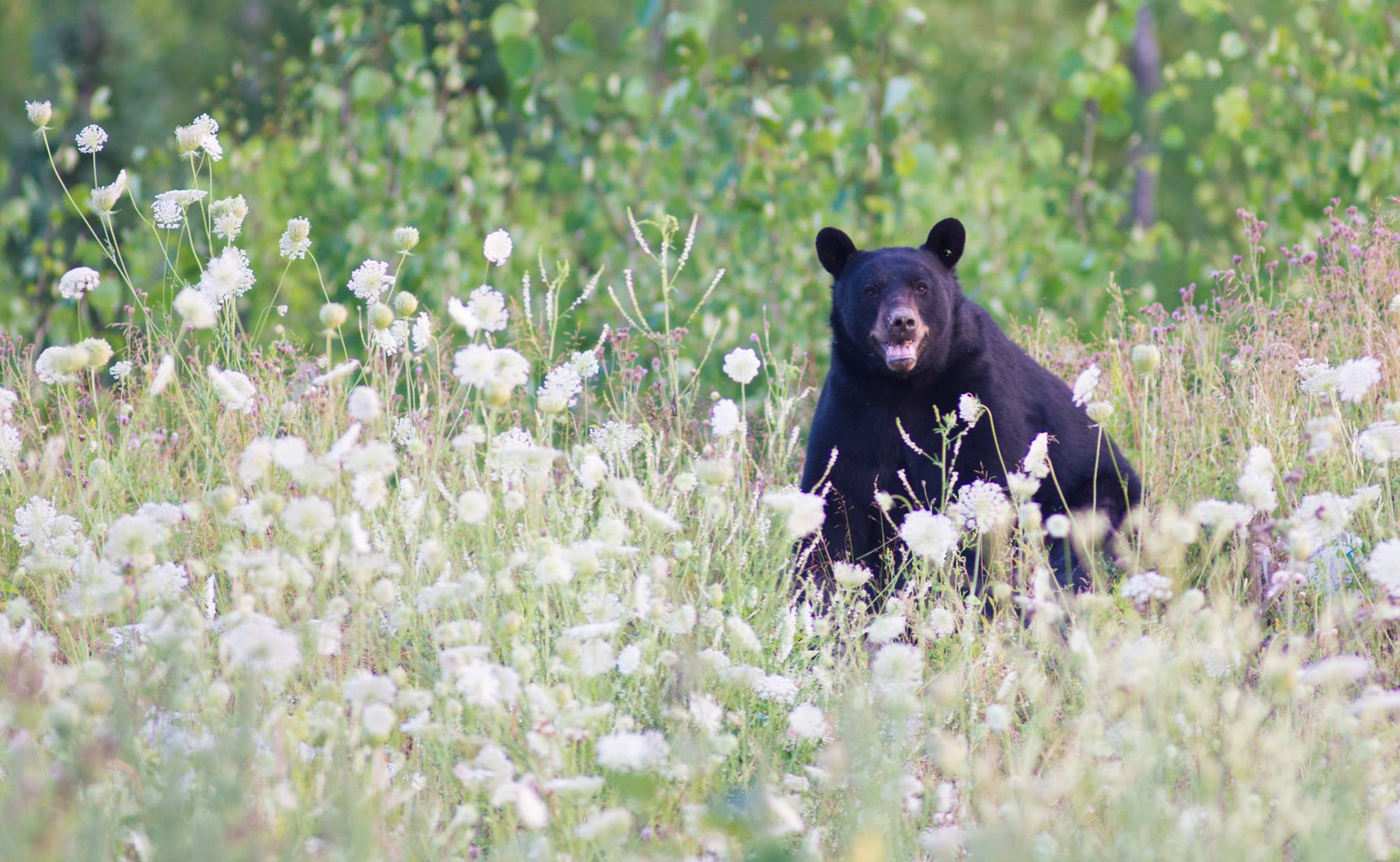 Marie bear. Спринг Беар. Запах медведя. Spring Bear.