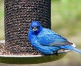 It’s a Beautiful World: Indigo Buntings in Algoma