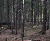 Tracking the Spruce Budworm: Citizen Scientists Needed
