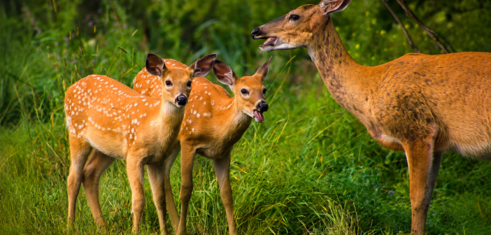 20,000+ Reasons to Vote “No” to Rezoning the Arundel Parkland